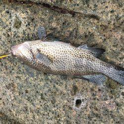 久しぶりの磯。