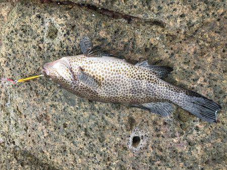 久しぶりの磯。