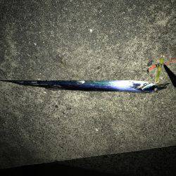 青物とタチウオ釣り