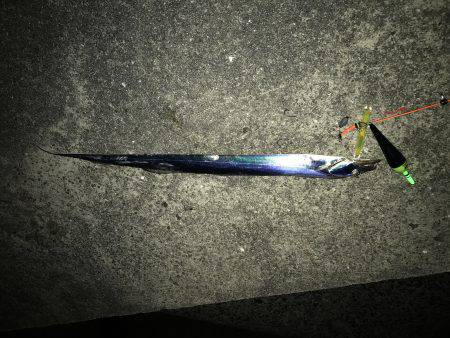 青物とタチウオ釣り