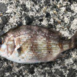 ガシラの唐揚げ