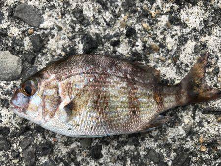 ガシラの唐揚げ