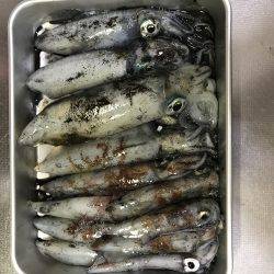 デカいか求めて!