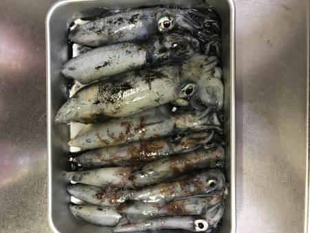 デカいか求めて!