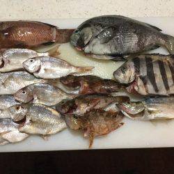 ウキフカセ際釣りで