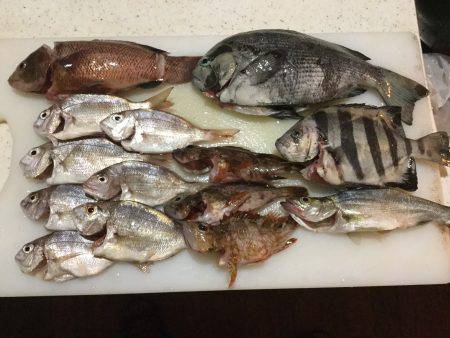 ウキフカセ際釣りで