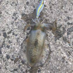 朝まづめ狙いで