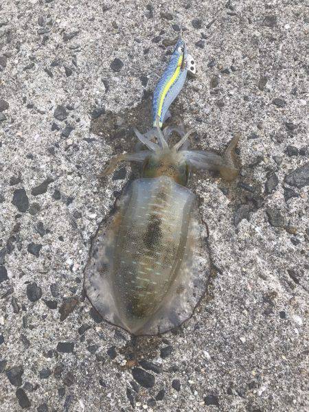 朝まづめ狙いで