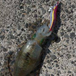 ランガンする元気も無く