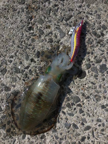 ランガンする元気も無く