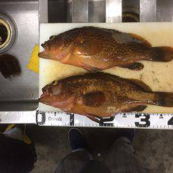 生アジのませ釣り 香住 旬香丸