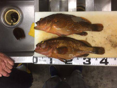 生アジのませ釣り 香住 旬香丸