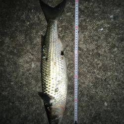 意地フィッシング