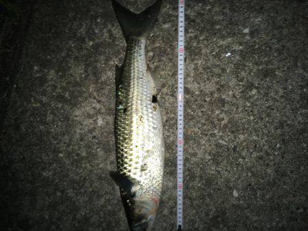 意地フィッシング