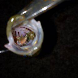 久々にエサ釣り