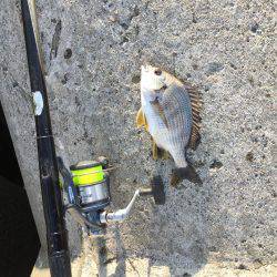 波止フカセ釣り