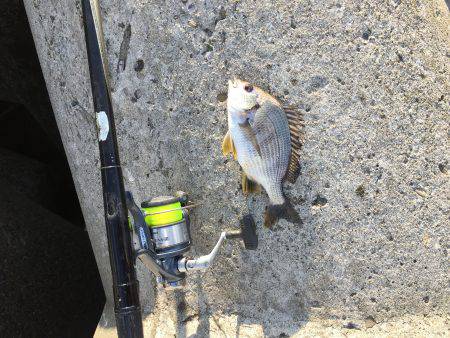 波止フカセ釣り