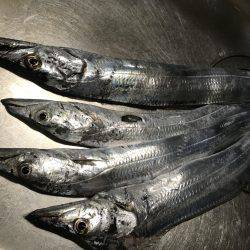 なんとかタチウオ