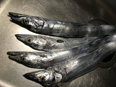 なんとかタチウオ