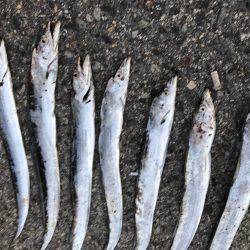 タチウオに変更