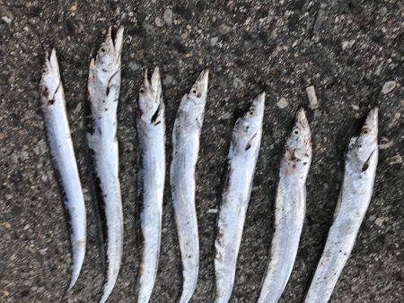 タチウオに変更