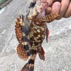 ちょい投げ&トリック