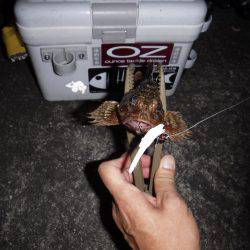 ガジリングにはまってます‼️