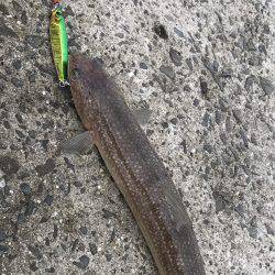 青物釣りたかった、、、