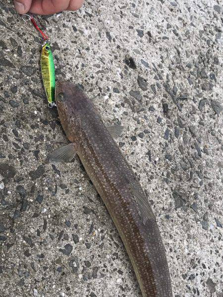 青物釣りたかった、、、