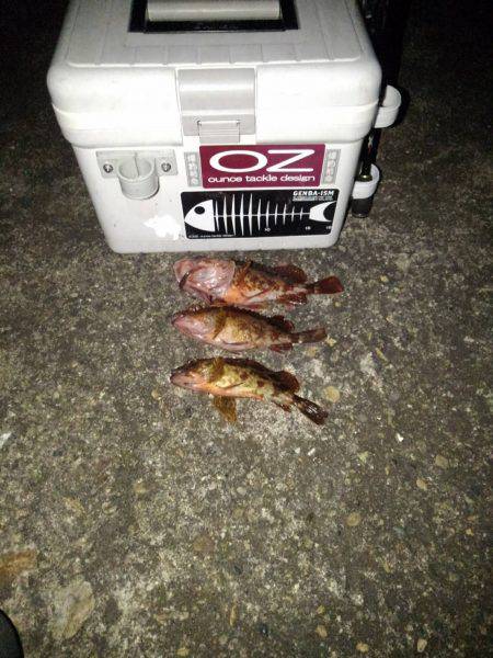 ガシラ調査⁉️