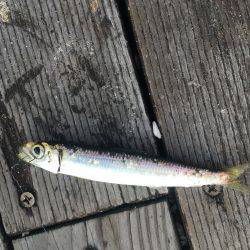 初種目フィッシュ