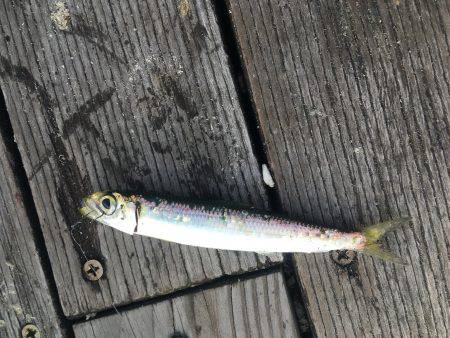 初種目フィッシュ