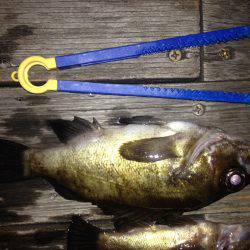 ロックフィッシュ