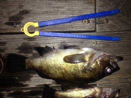 ロックフィッシュ