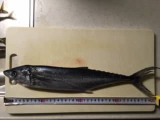 ショアジギング