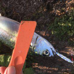 タチウオ不発、サバのみ