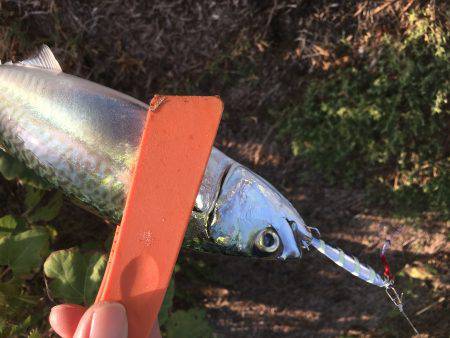 タチウオ不発、サバのみ