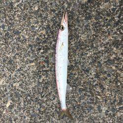 アジングの季節