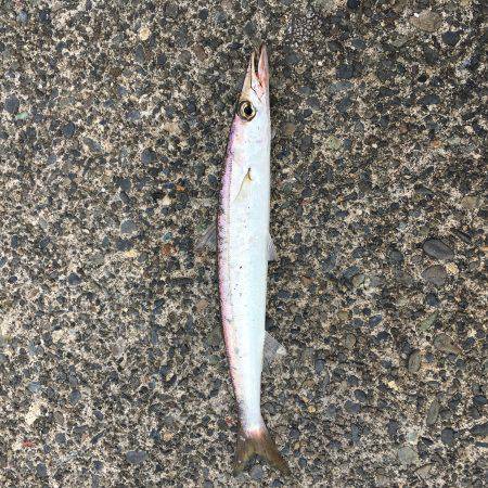 アジングの季節