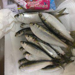 アジ釣りの筈が、、