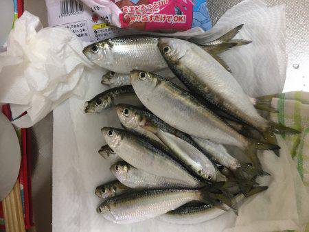 アジ釣りの筈が、、