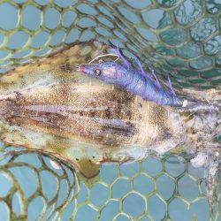 宇佐ボートエギング