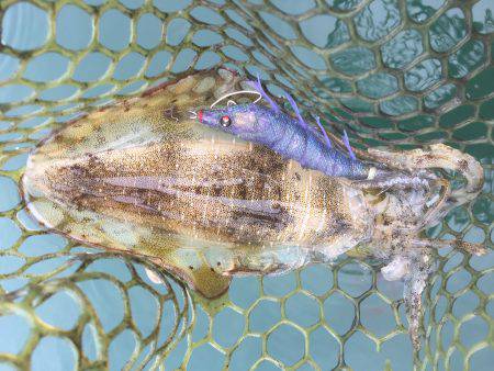 宇佐ボートエギング