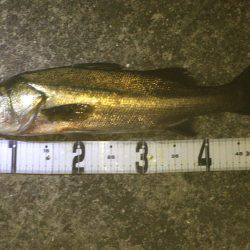 ランカーgetしました