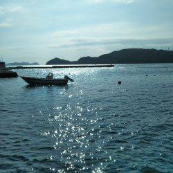 阿南市の椿泊でタチウオ