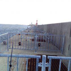 タコは釣れたがアオリはまだか？