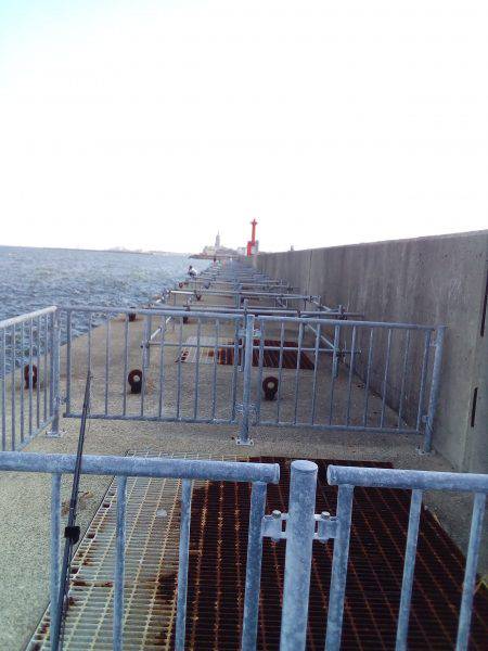 タコは釣れたがアオリはまだか？