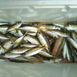 阿南市の椿泊でタチウオと小アジとハマフエフキ