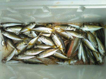 阿南市の椿泊でタチウオと小アジとハマフエフキ