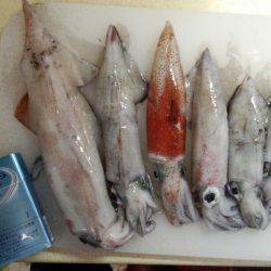 ケンサキビッグサイズ!